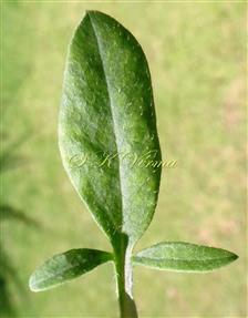  Leaf lamina